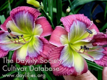 Daylily Jammin's Pinky Toes